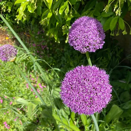 L'appartamentino, * 芬奇